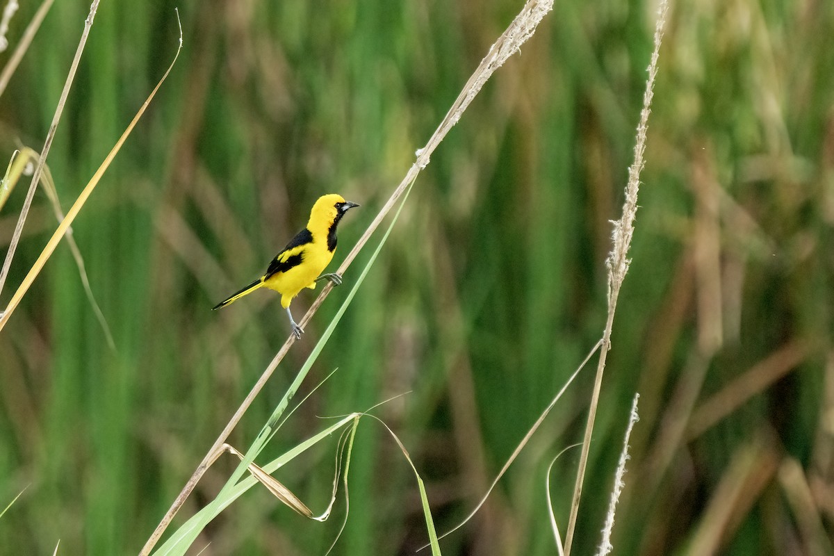 Yellow-tailed Oriole - ML617572455