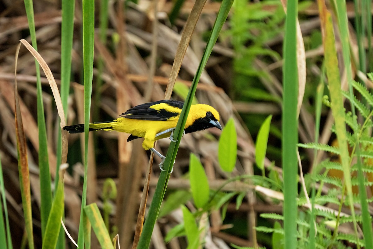 Yellow-tailed Oriole - Daniel Arndt