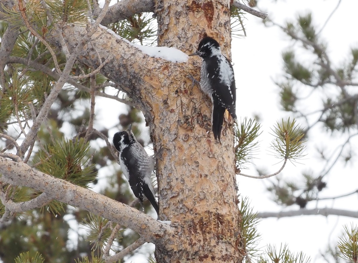 American Three-toed Woodpecker (Rocky Mts.) - ML617572463
