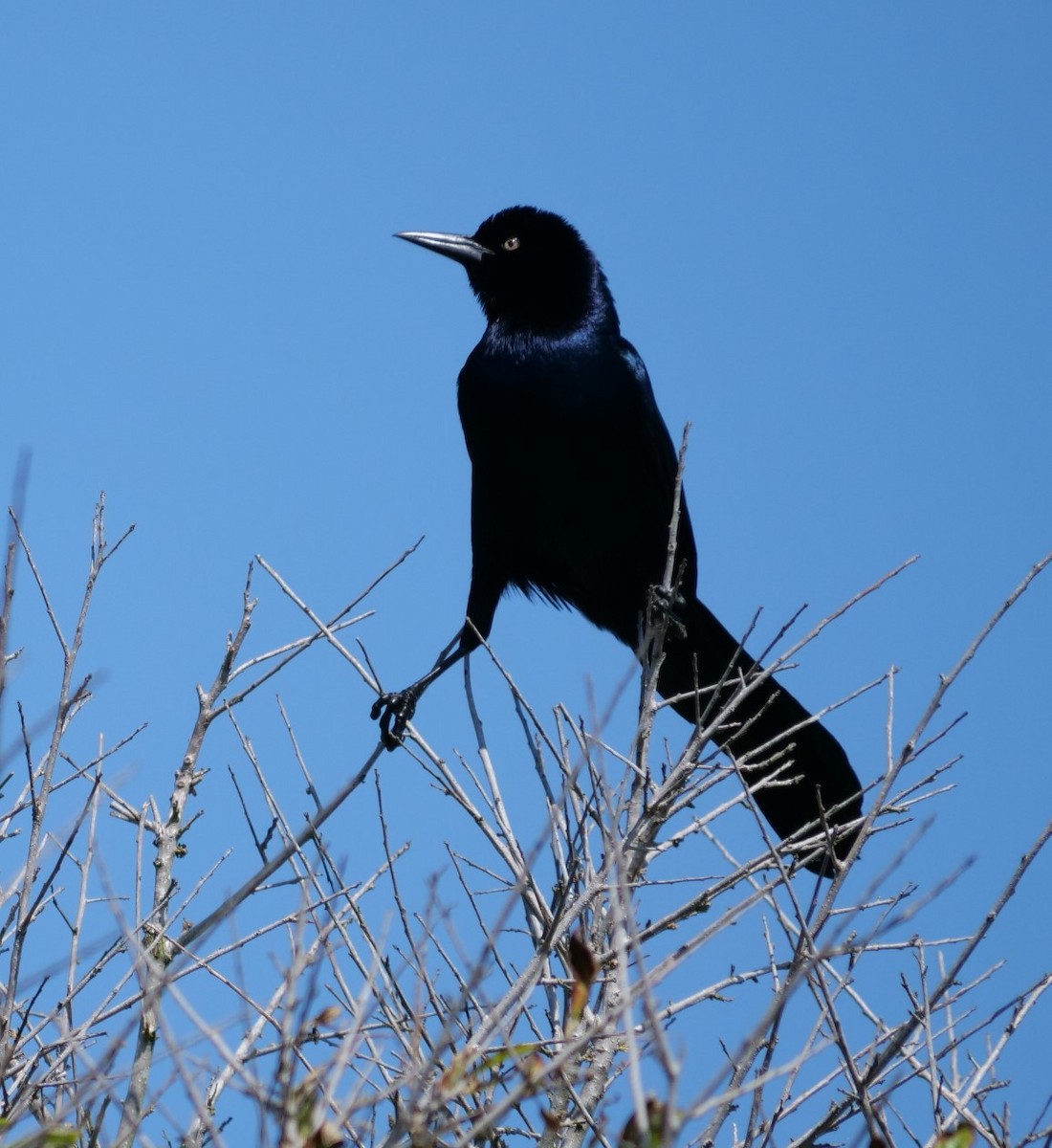 Boat-tailed Grackle - ML617572473