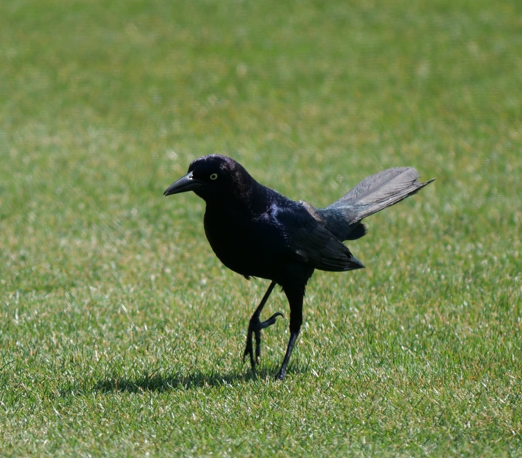 Boat-tailed Grackle - ML617572483