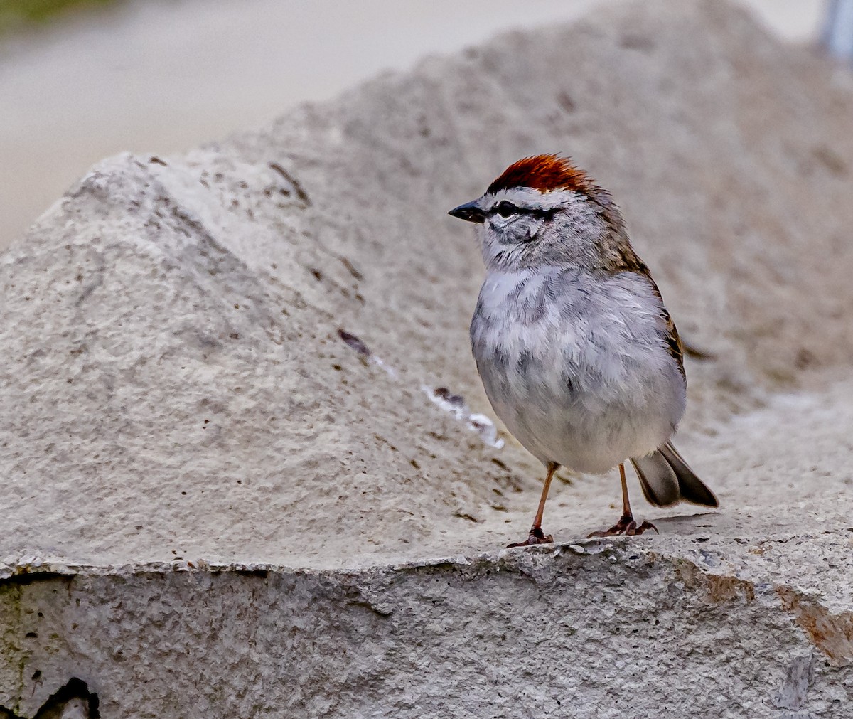 Chipping Sparrow - ML617572503