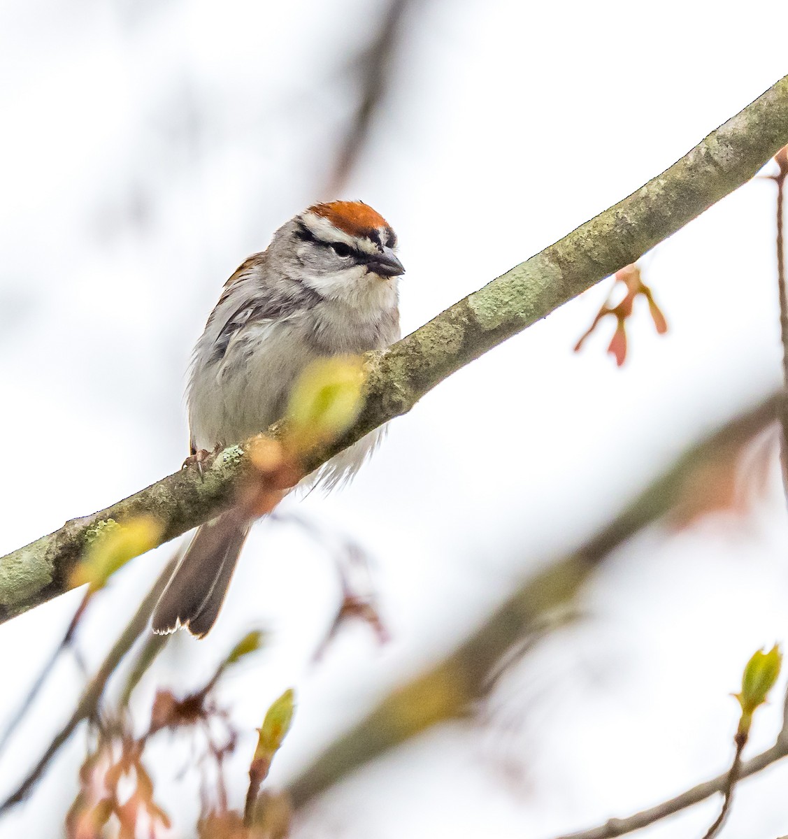 Chipping Sparrow - ML617572504