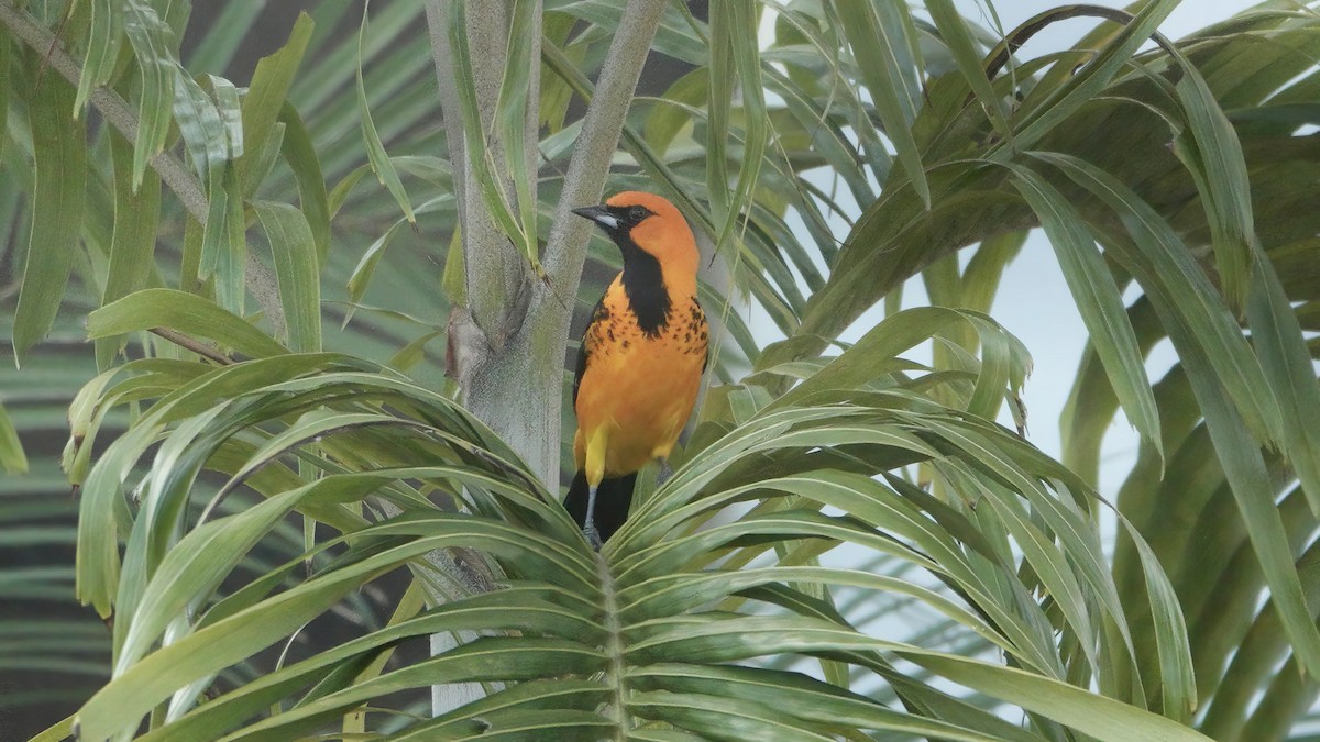 Spot-breasted Oriole - ML617572512