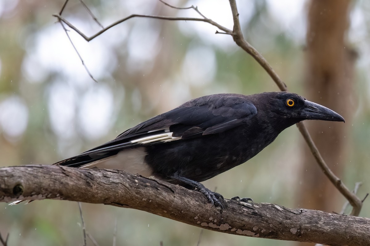 Pied Currawong - ML617572517
