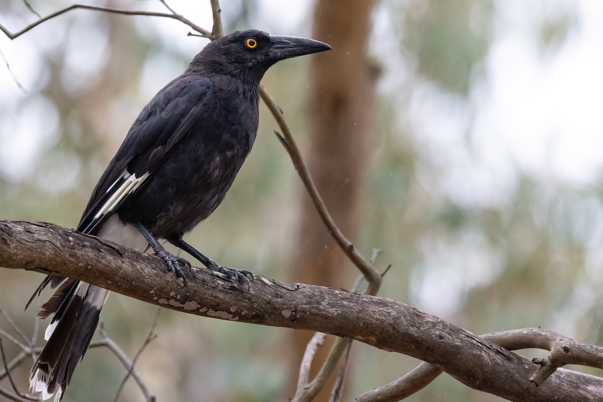 Pied Currawong - ML617572518