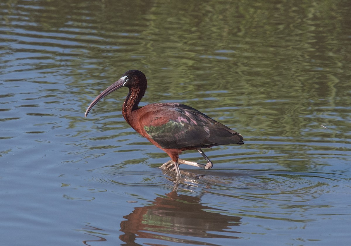 Glossy Ibis - Clive Harris