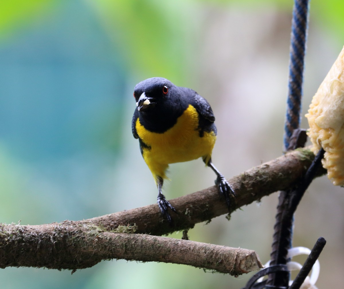 Blue-and-gold Tanager - ML617572695