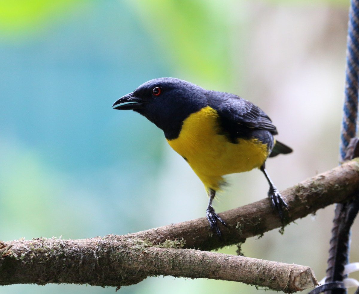 Blue-and-gold Tanager - ML617572696
