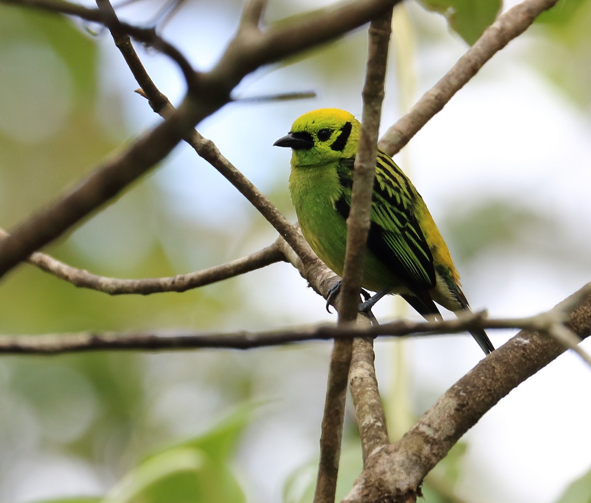 Emerald Tanager - ML617572699