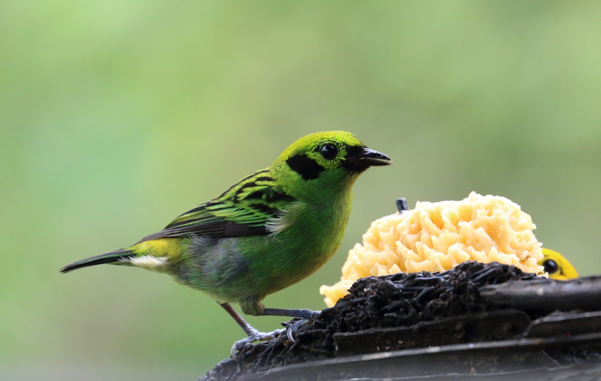 Emerald Tanager - ML617572707