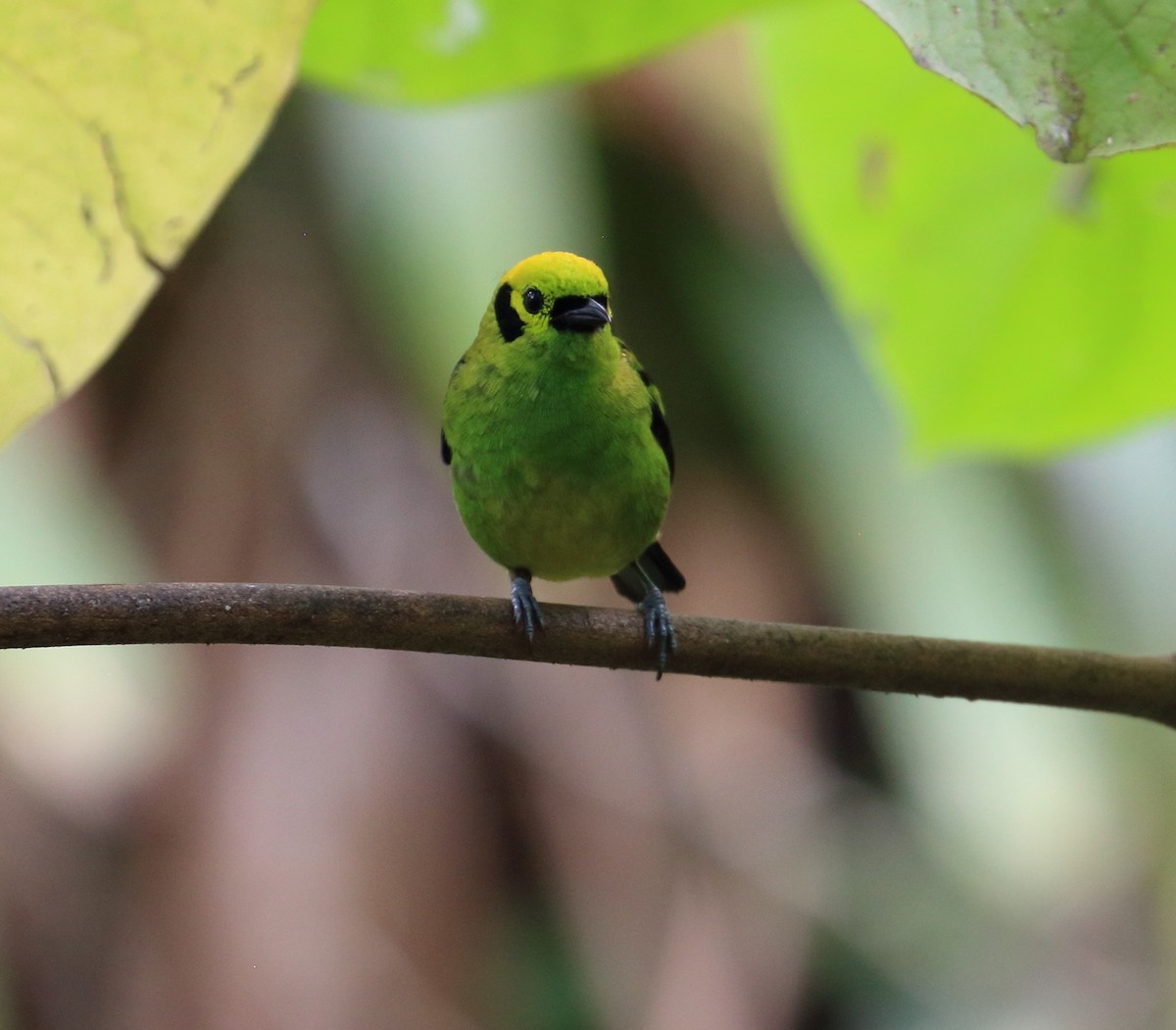 Emerald Tanager - ML617572709