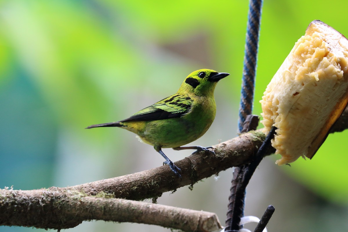 Emerald Tanager - ML617572711