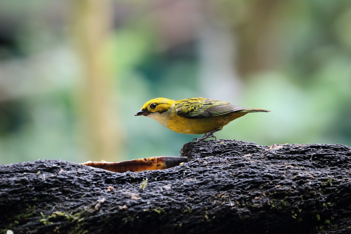 Silver-throated Tanager - ML617572723