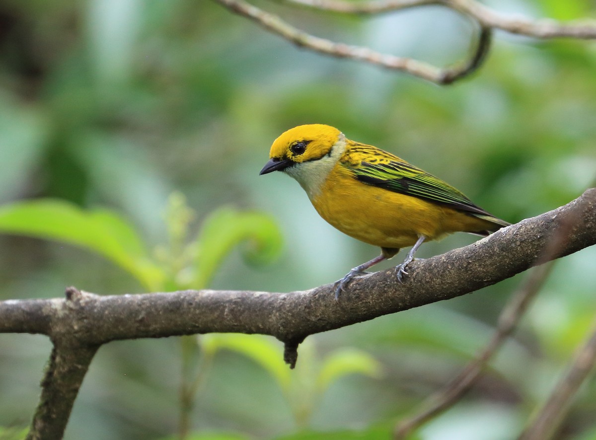 Silver-throated Tanager - ML617572728