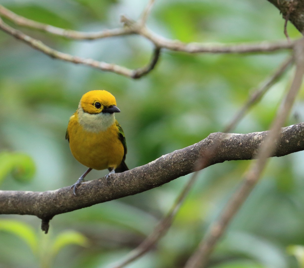 Silver-throated Tanager - ML617572729