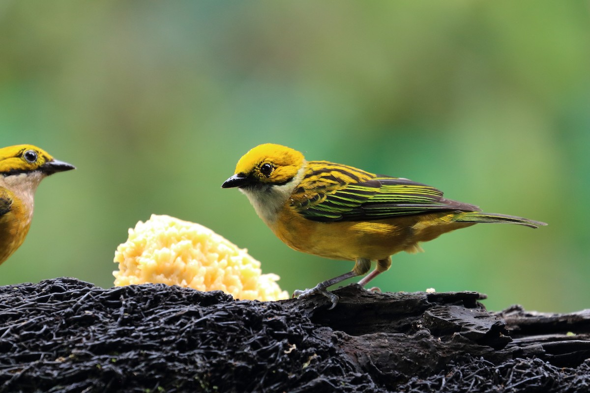 Silver-throated Tanager - ML617572735