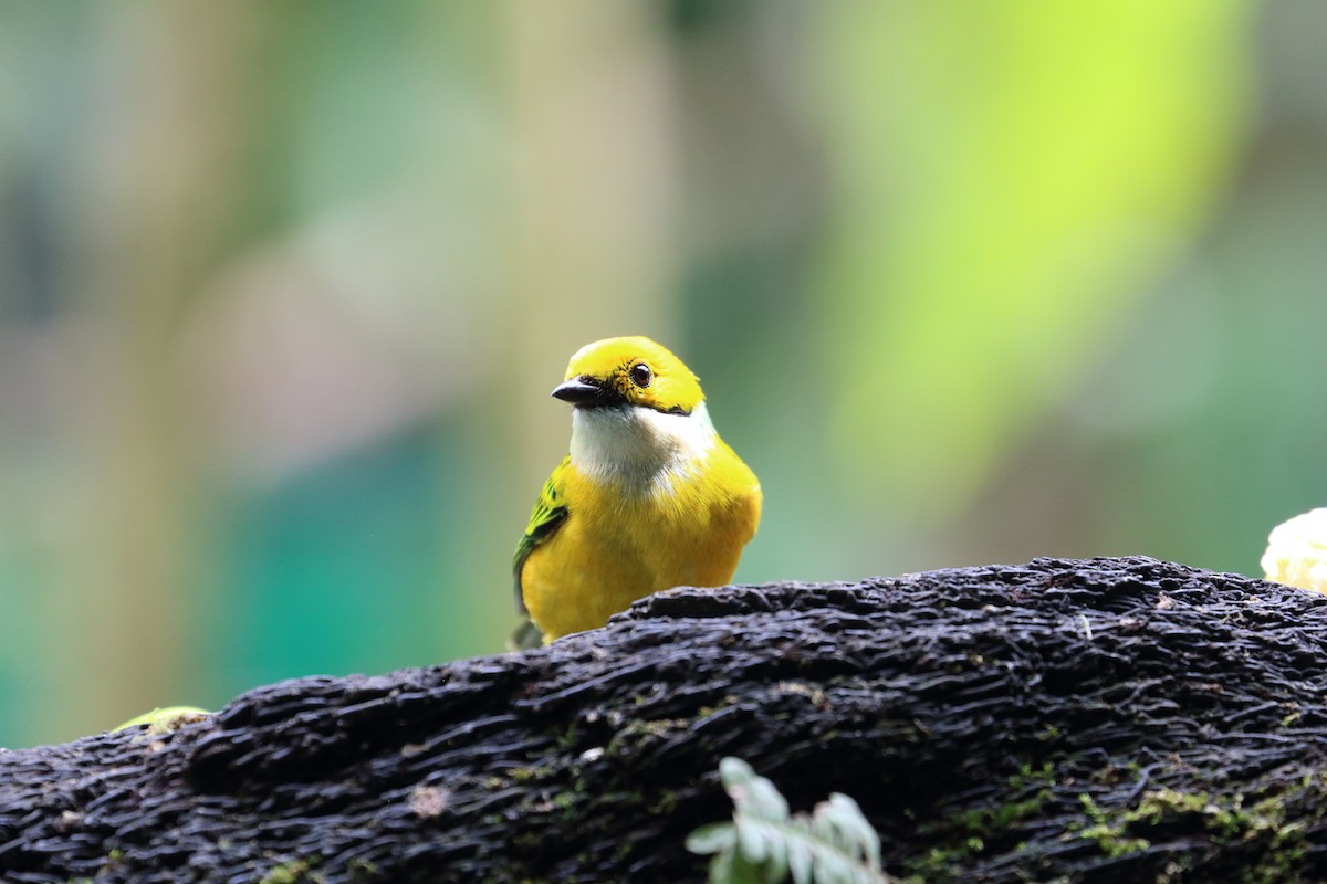 Silver-throated Tanager - ML617572736