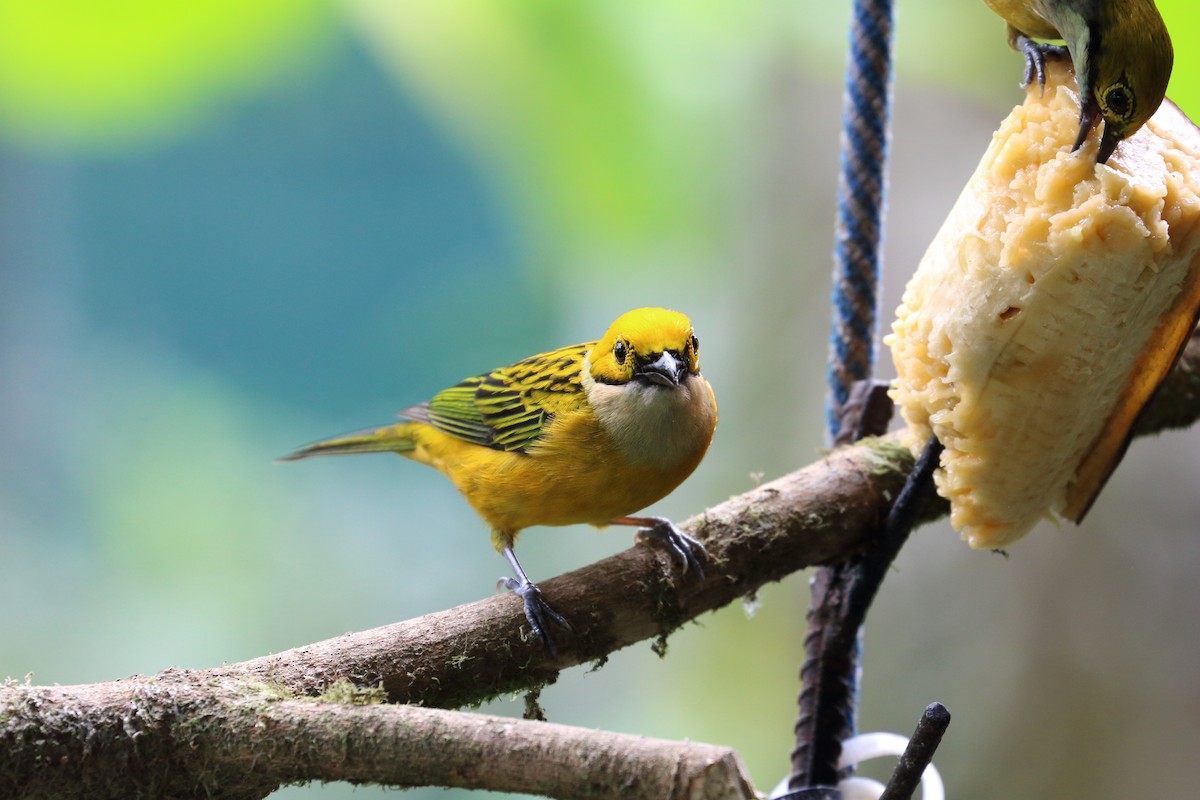 Silver-throated Tanager - ML617572737