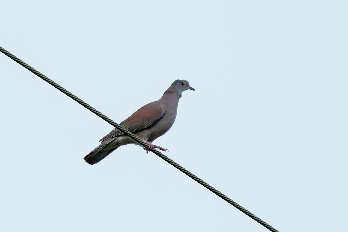 Pale-vented Pigeon - ML617572838