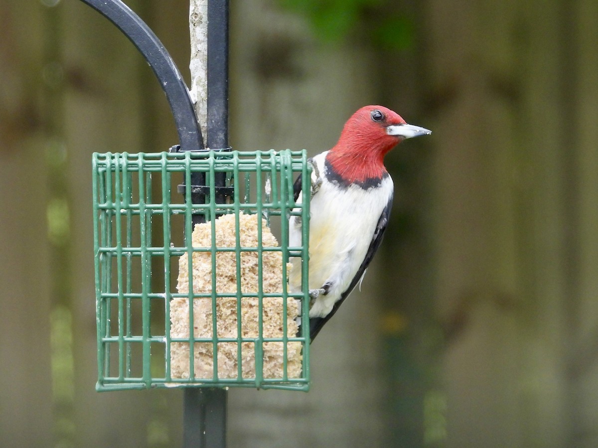 Red-headed Woodpecker - ML617572839