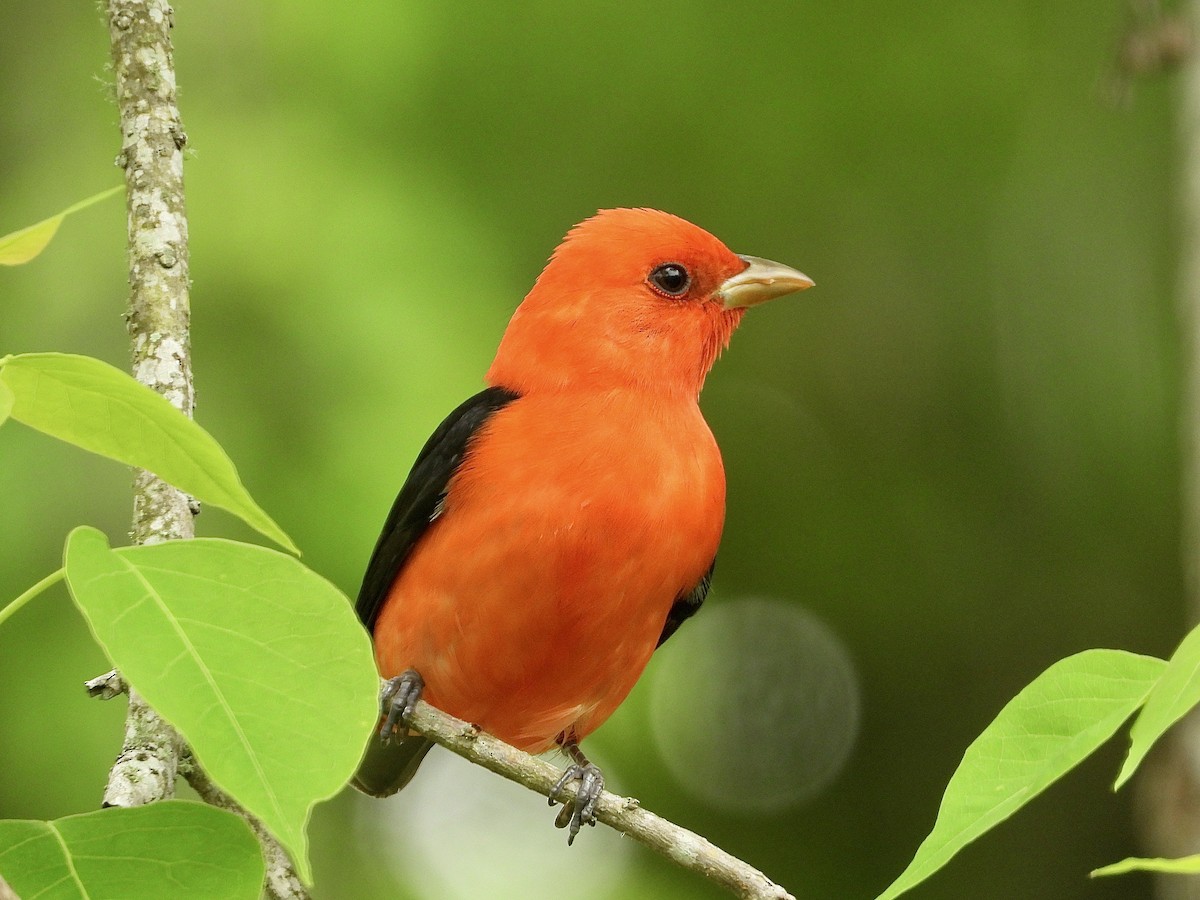 Scarlet Tanager - ML617572843