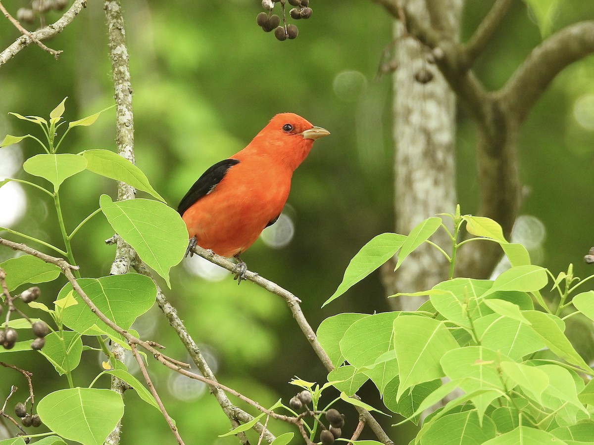 Scarlet Tanager - ML617572844