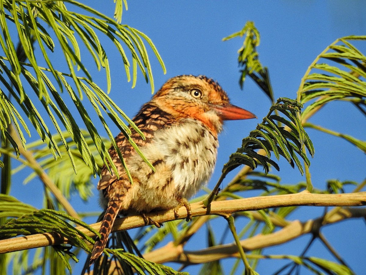 Spot-backed Puffbird (Chaco) - ML617572927