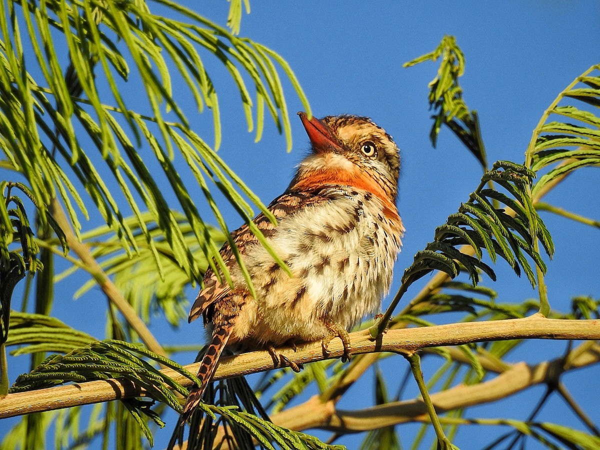 Spot-backed Puffbird (Chaco) - ML617572928