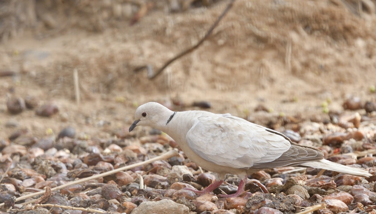 African Collared-Dove - ML617572973