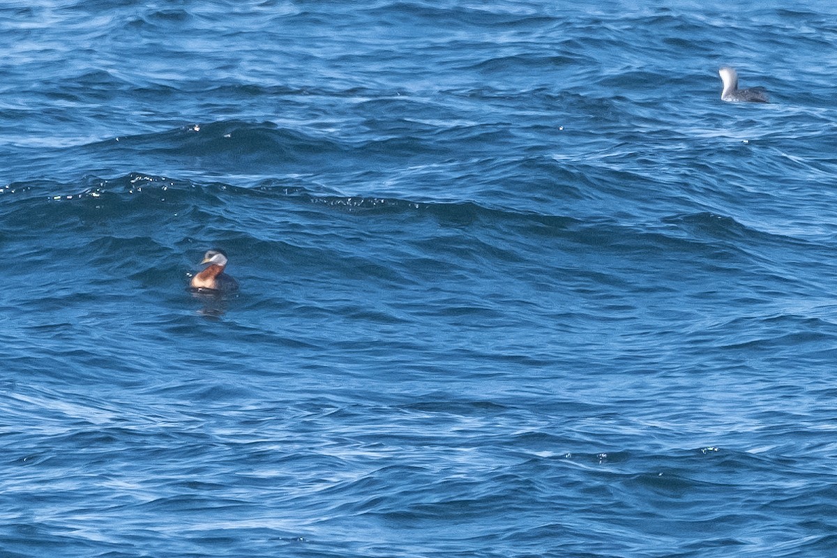 Red-necked Grebe - ML617572988
