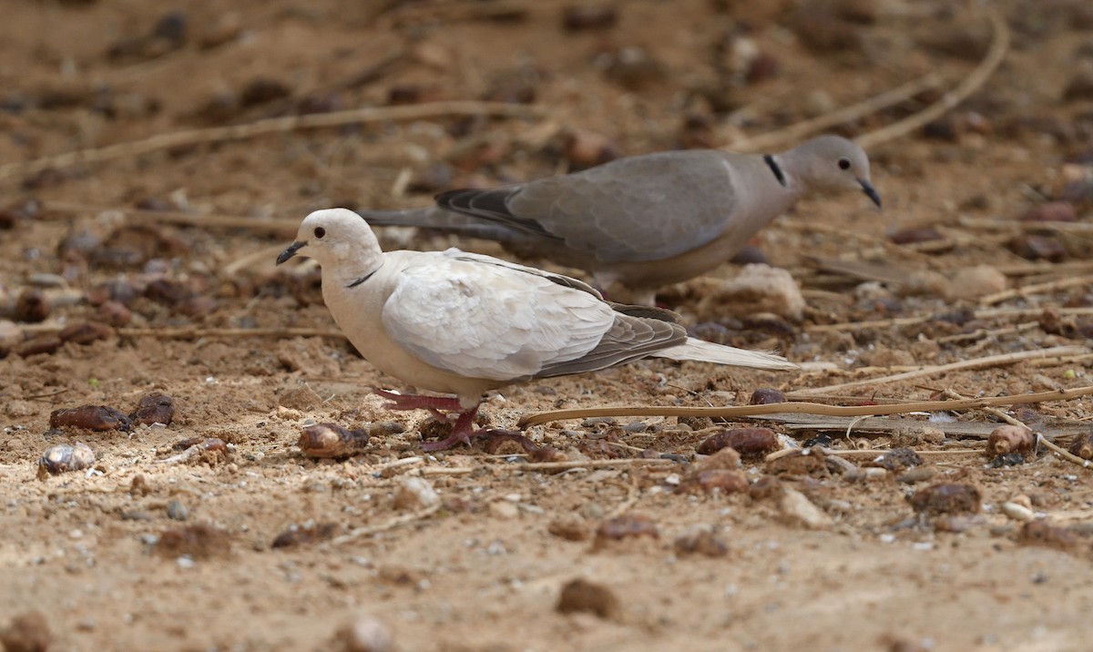 African Collared-Dove - ML617572991