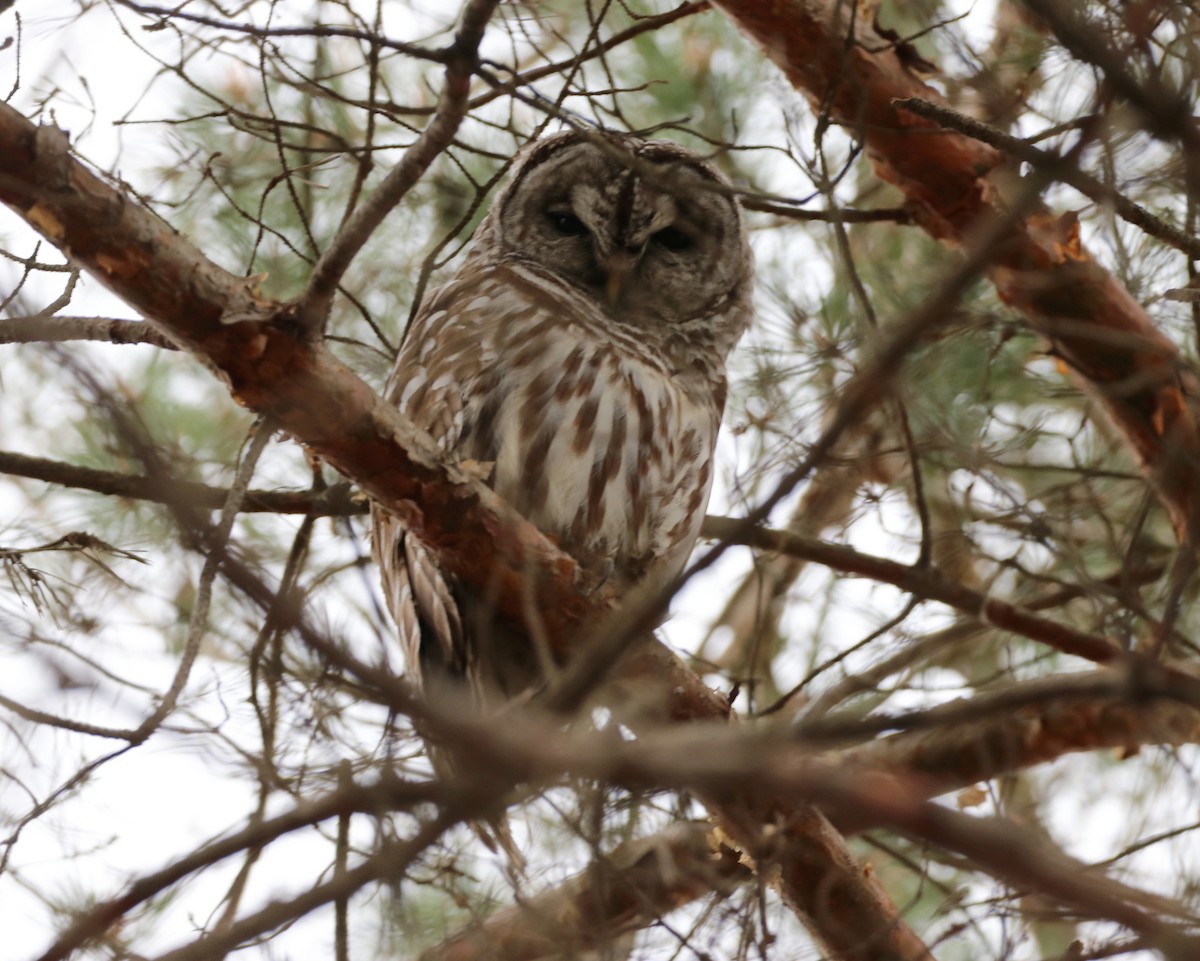Barred Owl - ML617573045