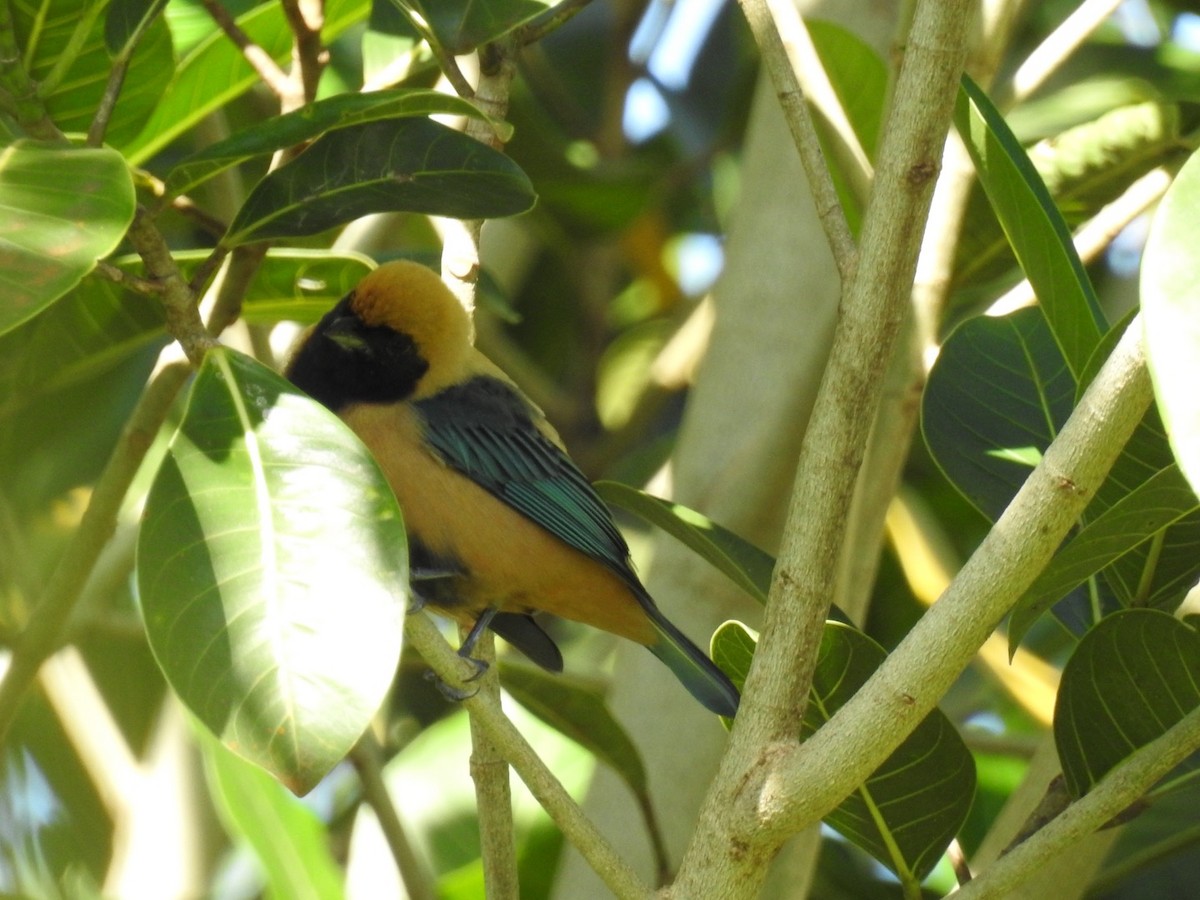 Burnished-buff Tanager - ML617573057