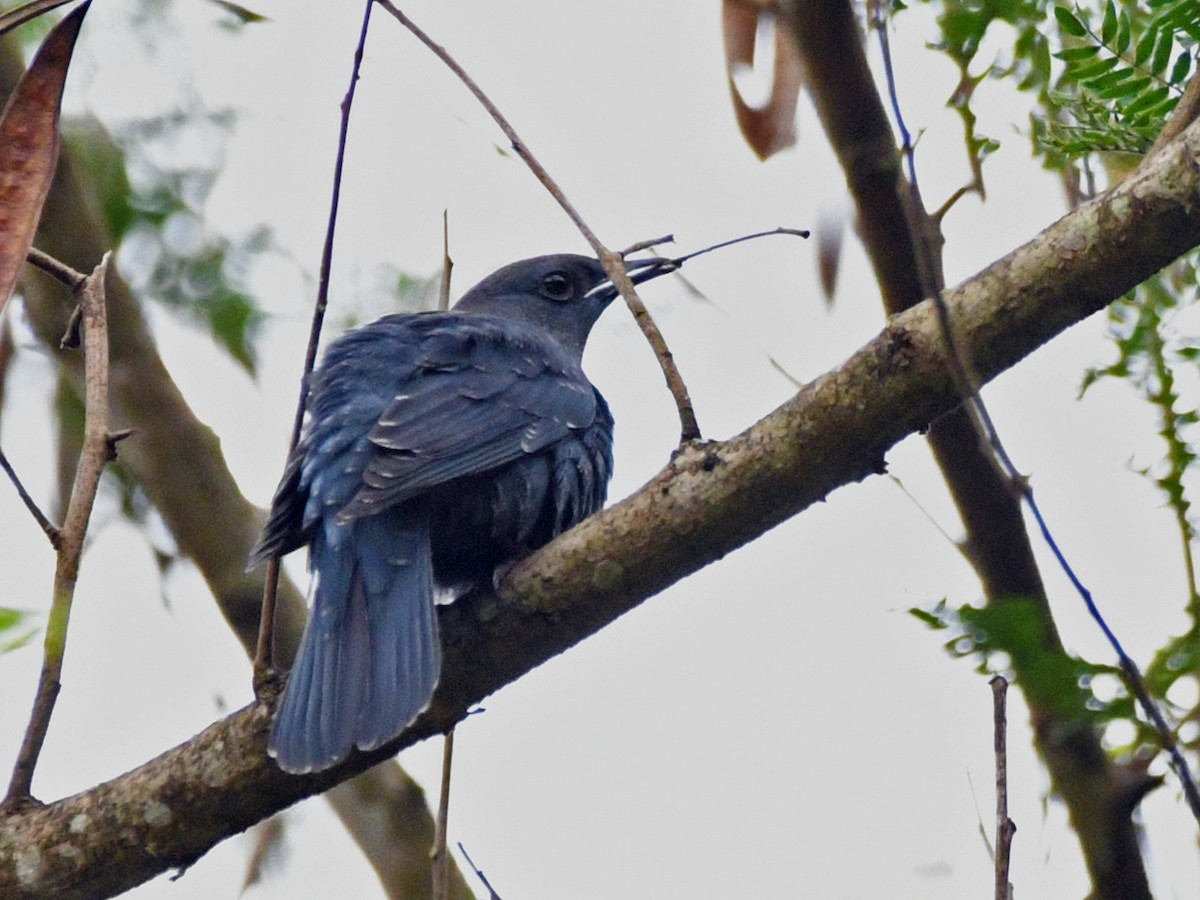 Asian Fairy-bluebird - ML617573087