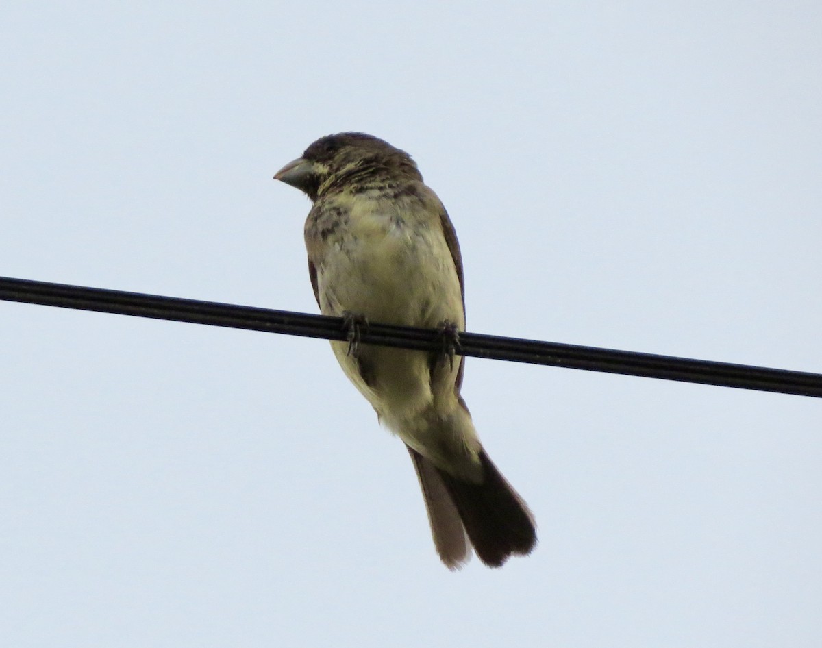 Double-collared Seedeater - Berenice Alves