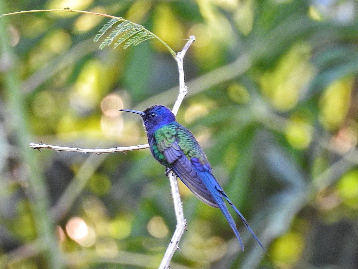 Swallow-tailed Hummingbird - ML617573102