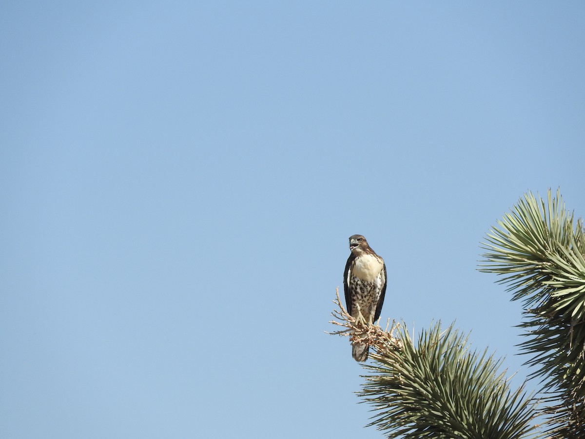 Red-tailed Hawk - ML61757311