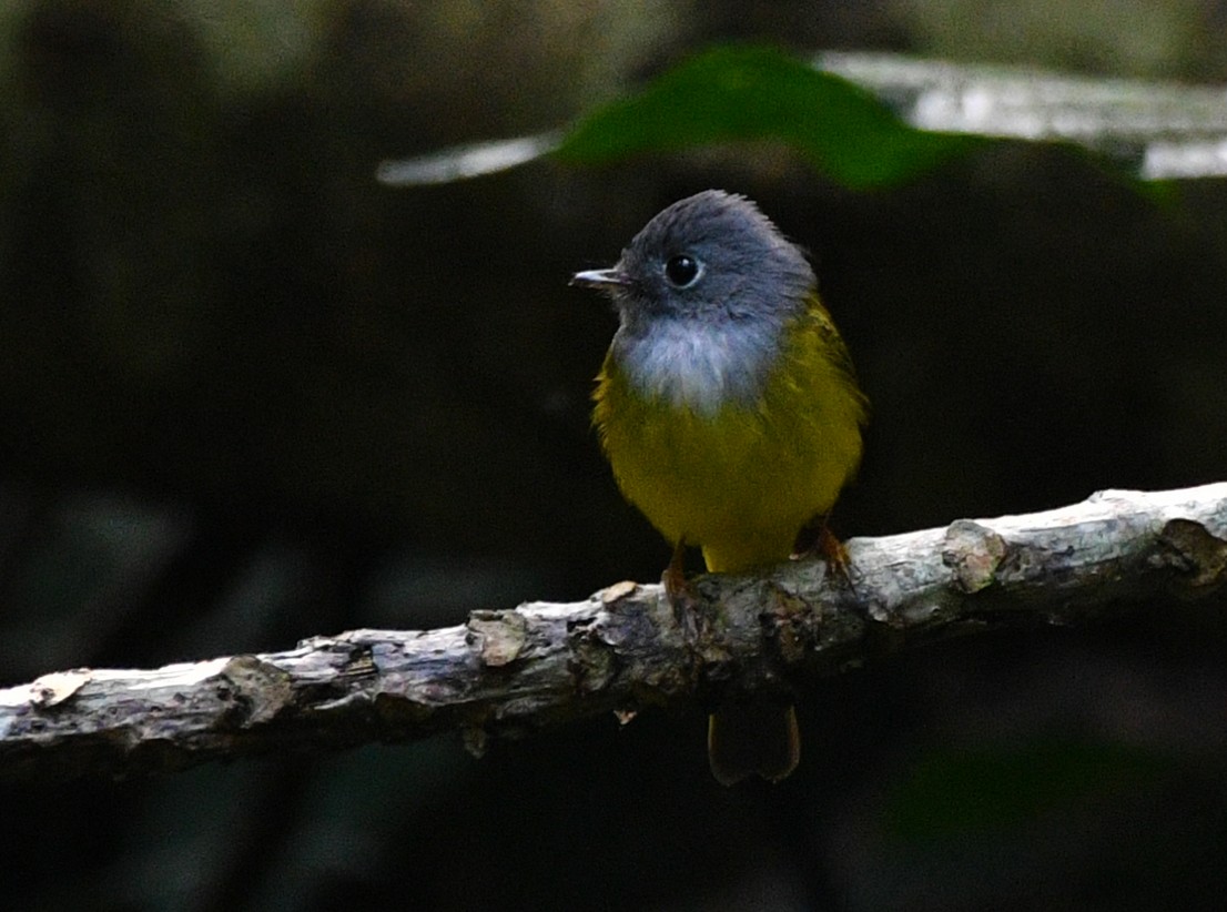 Gray-headed Canary-Flycatcher - Brian Carruthers