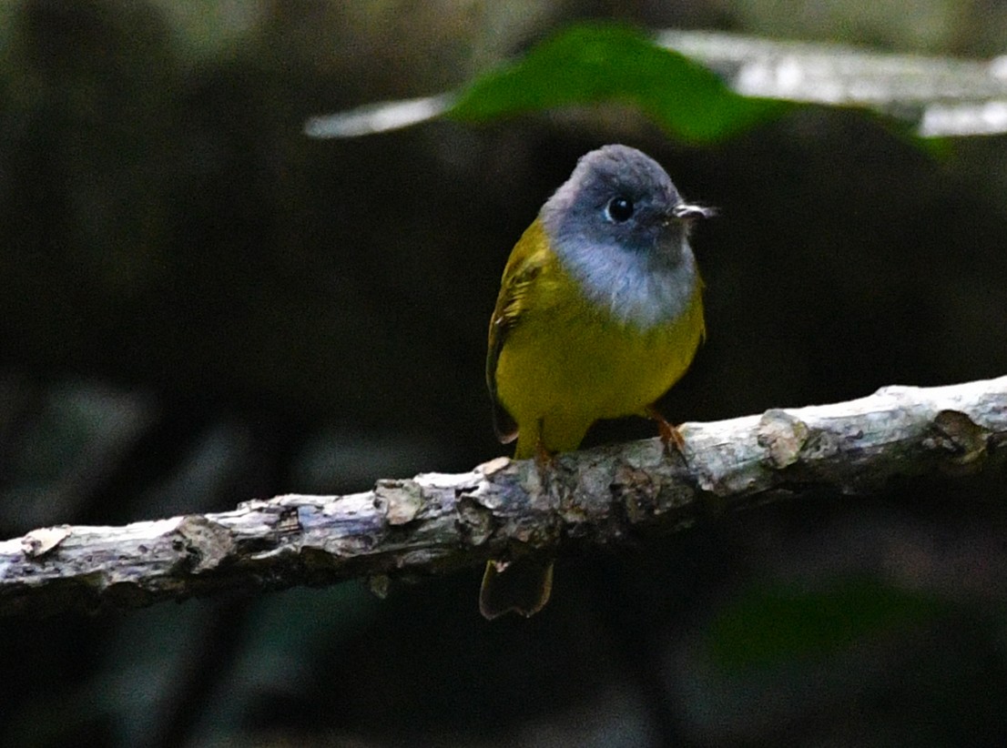 Gray-headed Canary-Flycatcher - Brian Carruthers
