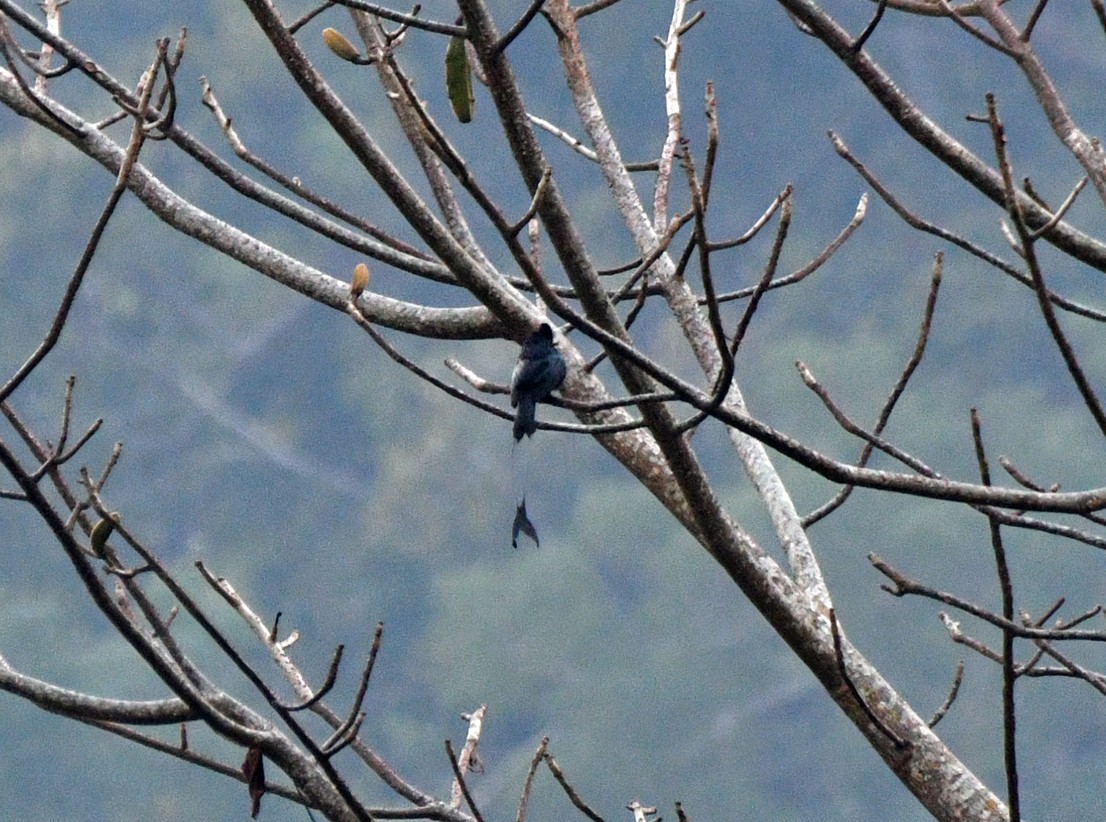 Greater Racket-tailed Drongo - ML617573151