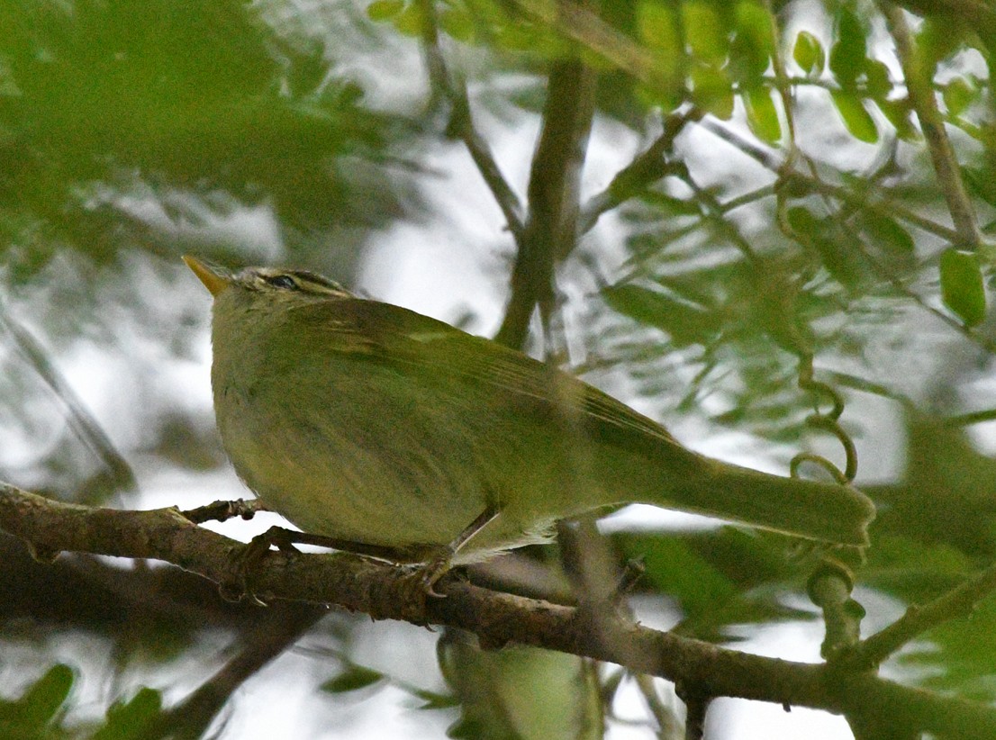 Greenish Warbler - Brian Carruthers
