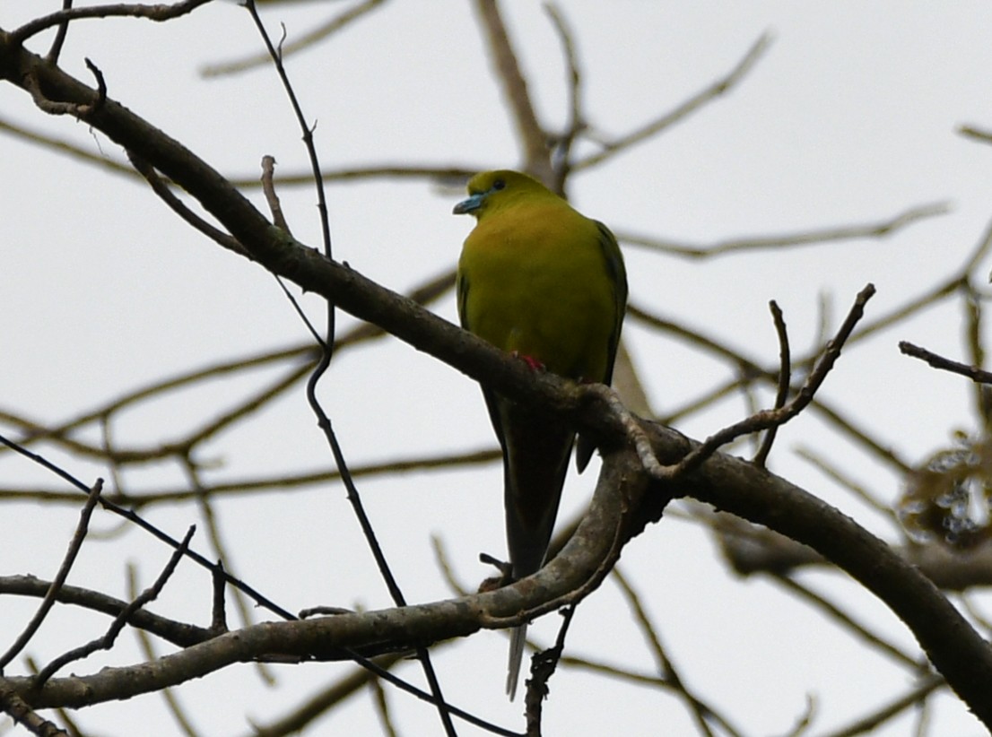 Pin-tailed Green-Pigeon - ML617573176