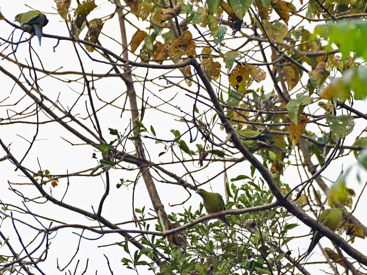 Pin-tailed Green-Pigeon - ML617573177