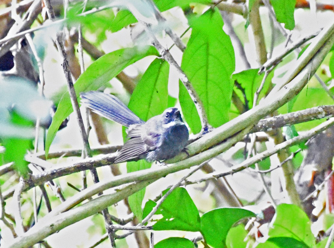 White-throated Fantail - ML617573194