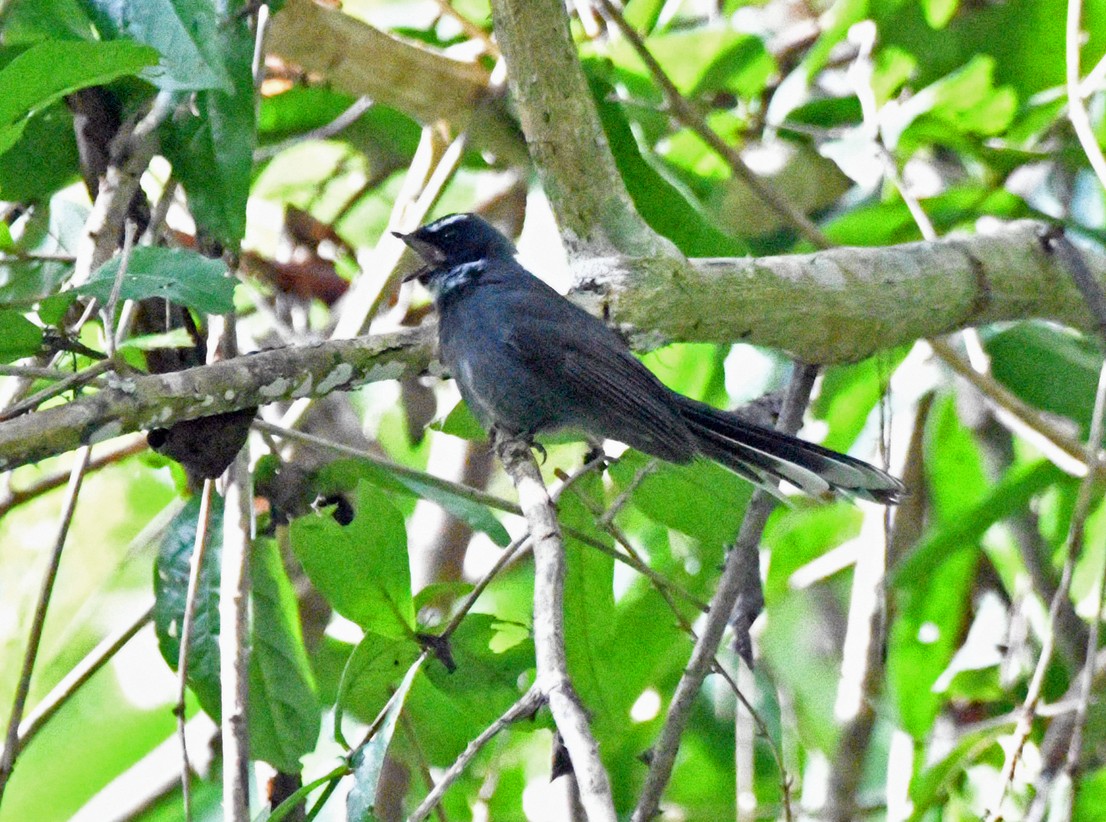 White-throated Fantail - ML617573197