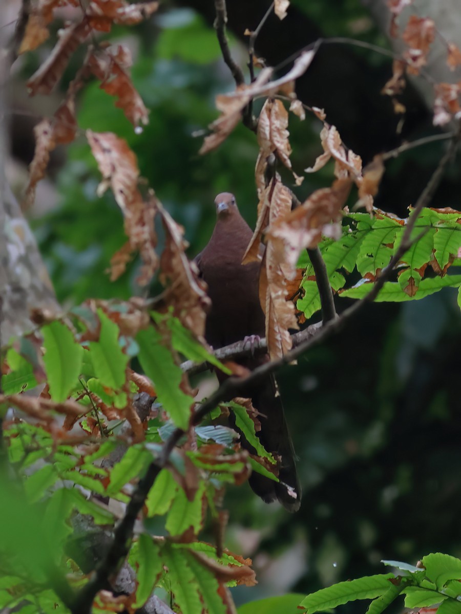 Philippine Cuckoo-Dove - ML617573272