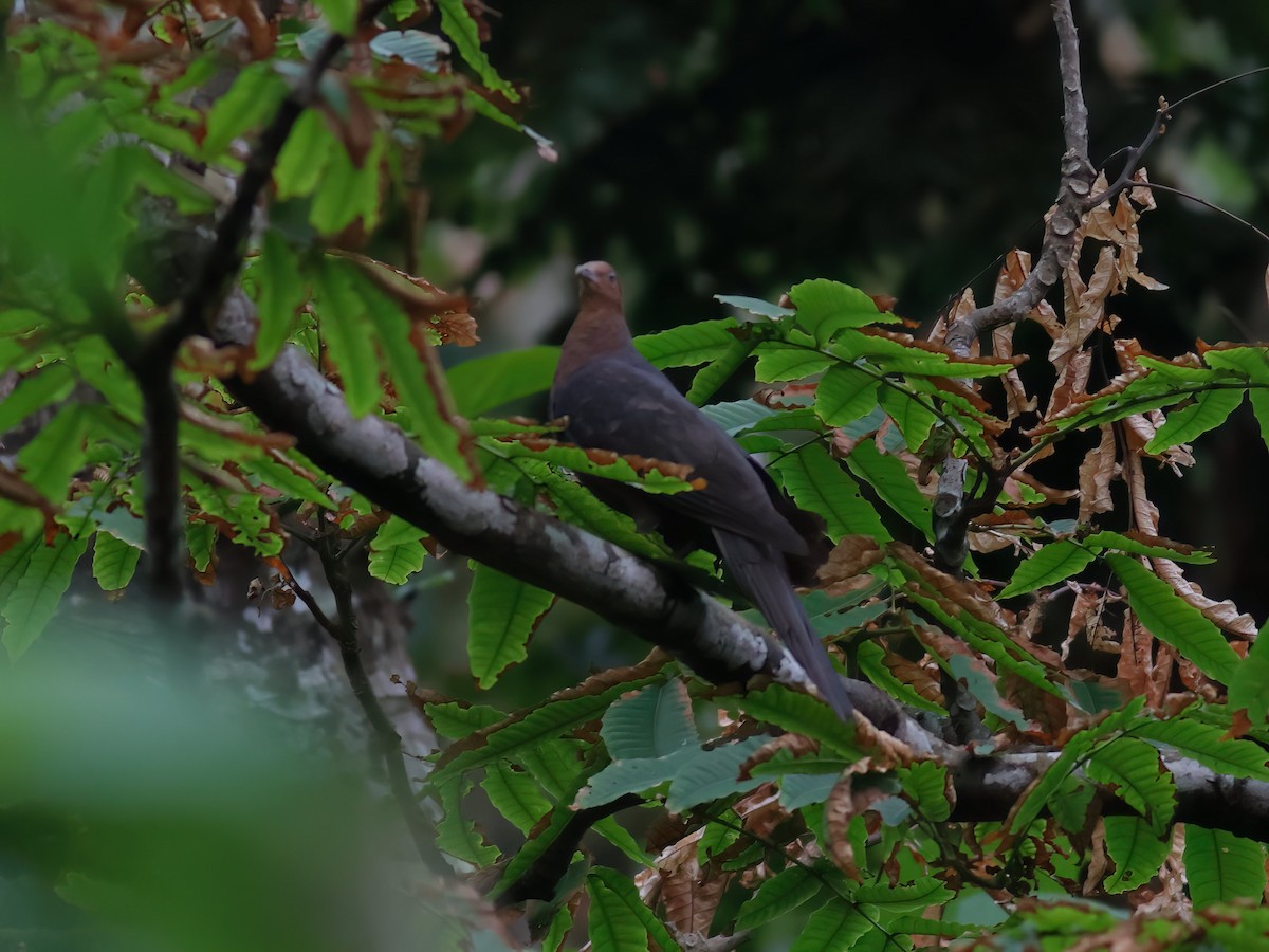 Philippine Cuckoo-Dove - ML617573273