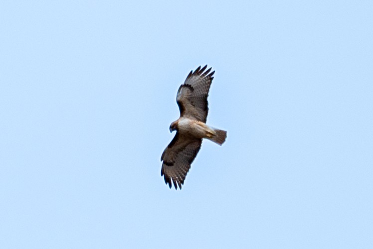 Red-tailed Hawk - ML617573303