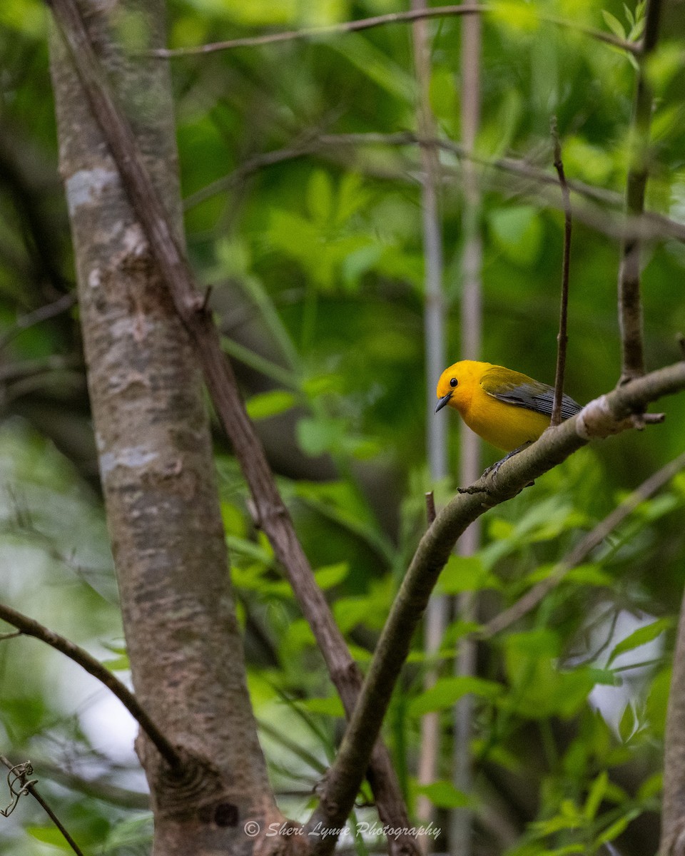 Prothonotary Warbler - ML617573376